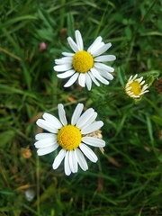 Tripleurospermum inodorum
