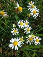 Tripleurospermum inodorum