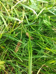 Tripleurospermum inodorum