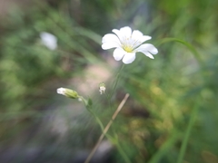 Cerastium arvense