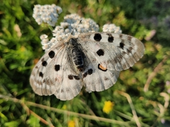 Parnassius apollo