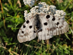 Parnassius apollo