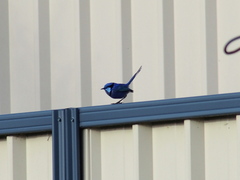 Malurus splendens splendens