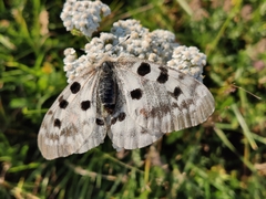 Parnassius apollo