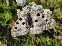 Parnassius apollo