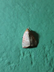 Maurilia