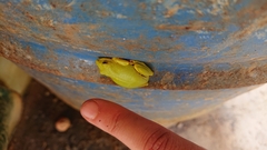 Hyperolius olivaceus