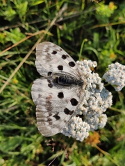 Parnassius apollo