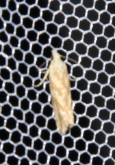 Eucosma conterminana