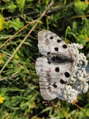 Parnassius apollo