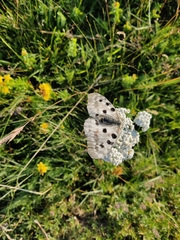Parnassius apollo