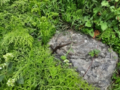 Ablepharus himalayanus