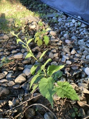 Symphyotrichum cordifolium