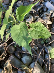 Symphyotrichum cordifolium