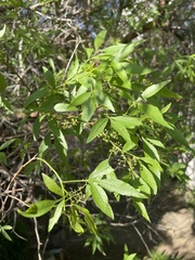 Searsia pendulina