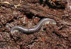 Cambalidae