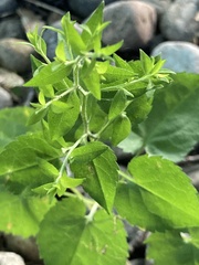 Symphyotrichum cordifolium
