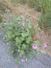 Malva sylvestris