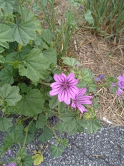 Malva sylvestris
