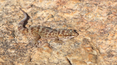 Pachydactylus weberi