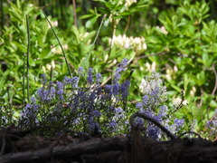 Ceanothus parvifolius