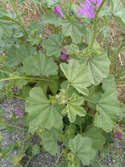Malva sylvestris