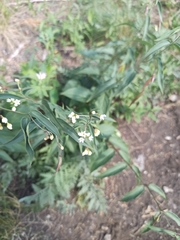 Vincetoxicum hirundinaria