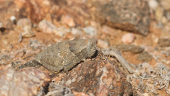 Trachypetrella anderssonii