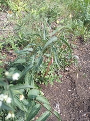 Vincetoxicum hirundinaria