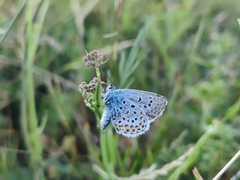 Plebejus argus