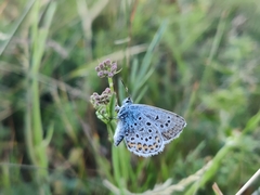 Plebejus argus