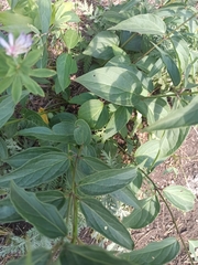 Vincetoxicum hirundinaria