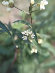 Vincetoxicum hirundinaria