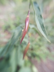 Vincetoxicum hirundinaria