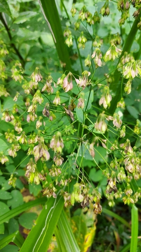 French meadow-rue