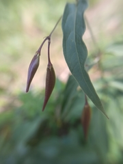 Vincetoxicum hirundinaria