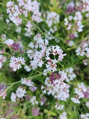 Asperula
