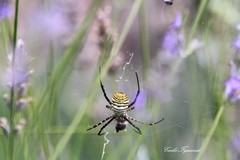 Argiope trifasciata