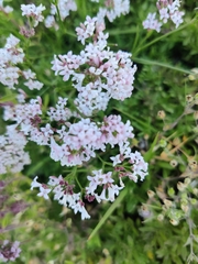 Asperula