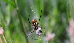 Argiope trifasciata
