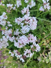 Asperula