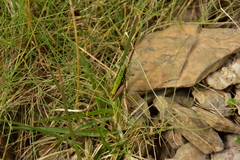 Epipodisma pedemontana