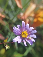 Galatella angustissima