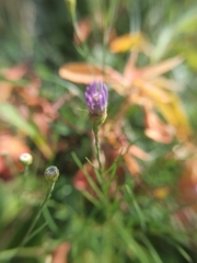 Galatella angustissima