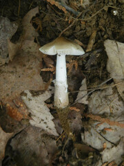 Oudemansiella limonispora