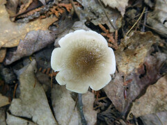 Oudemansiella limonispora