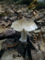 Oudemansiella limonispora