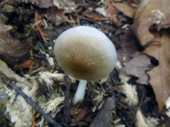 Oudemansiella limonispora