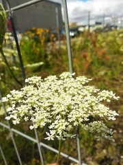 Daucus carota