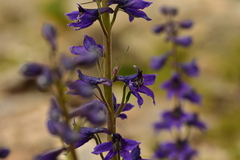 Delphinium dubium